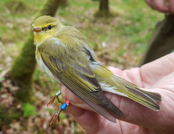 Wood Warbler. Mark Wilson