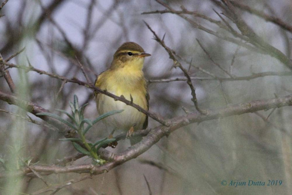 Willow Warbler. Arjun Dutta