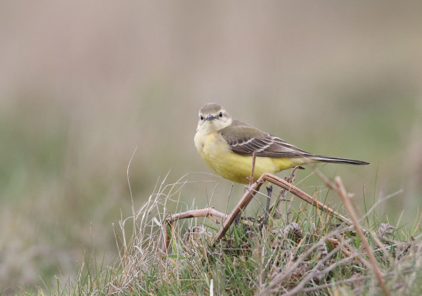 Yellow Wagtail. Liz Cutting / BTO