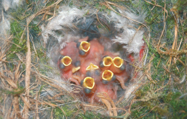 Young chicks in nest. Mike Mainwairing