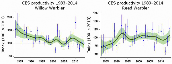 Graphs showing the breeding success of Willow Warblers and Reed Warblers