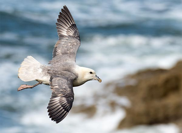 Fulmar. Philip Croft