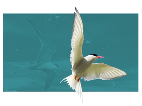 Arctic Tern. Edmund Fellowes