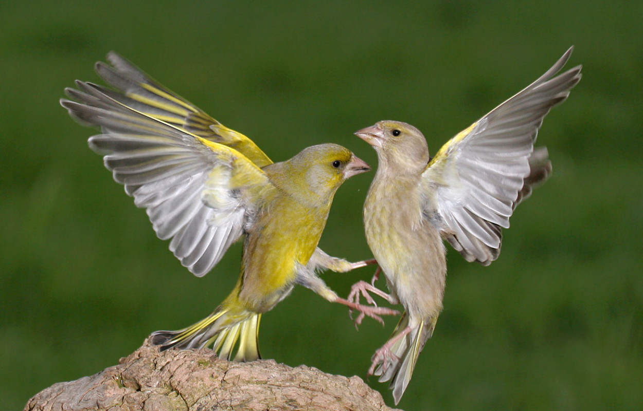 Greenfinch. Photograph by Jill Pakenham