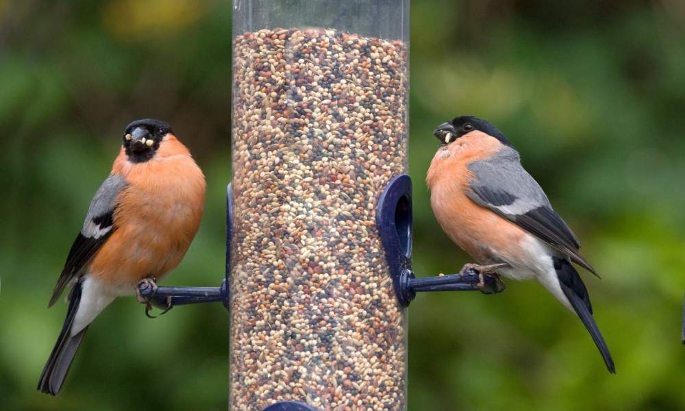 Bullfinch by John Harding