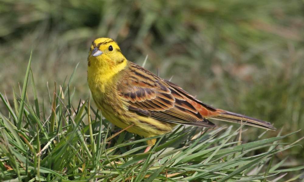 Yellowhammer. Jill Pakenham