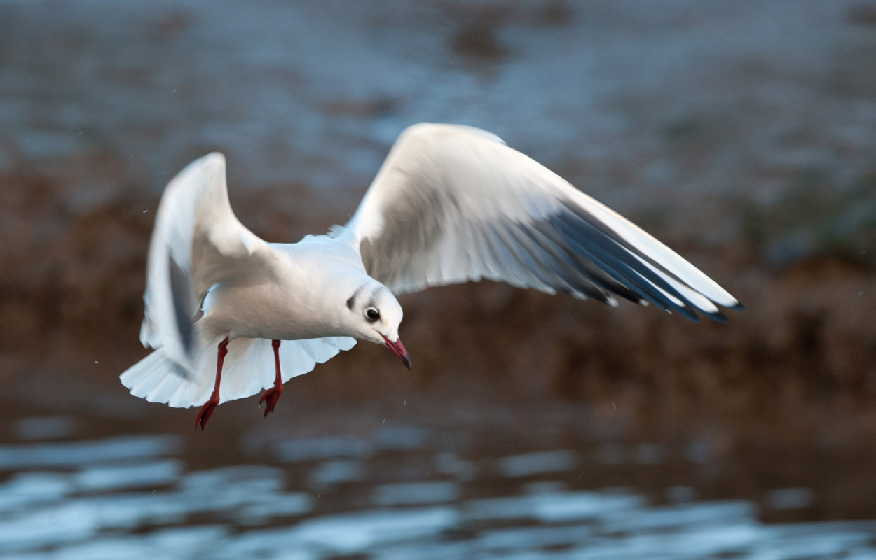 Black-headed Gull. Sarah Kelman / BTO