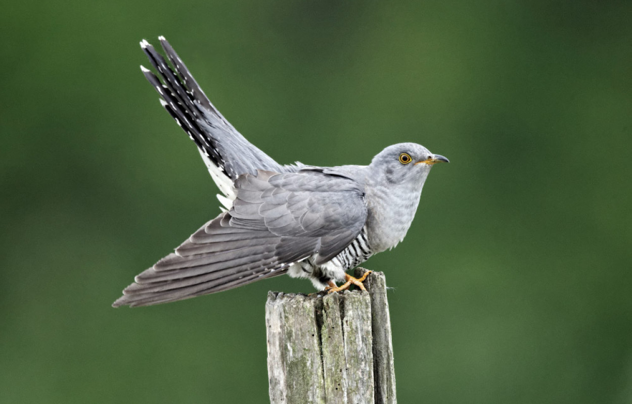 Cuckoo on a post, by Mike Lane / BTO