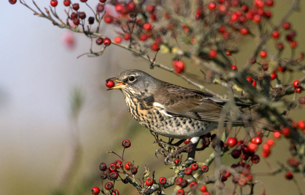 Fieldfare. Liz Cutting