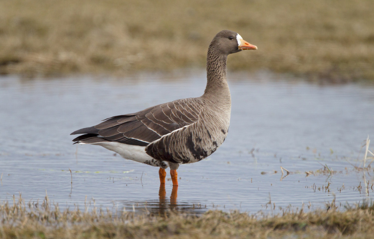 Greenland White-fronted Goose. Edmund Fellowes / BTO