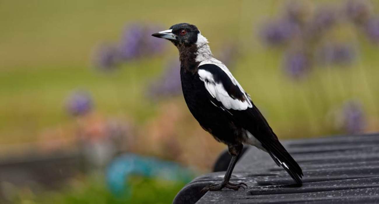 Australian Magpie. Michal @ stock.adobe.com