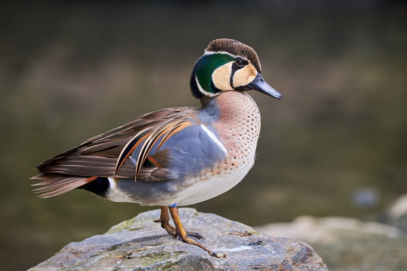 Baikal Teal. Adrian / Adobe