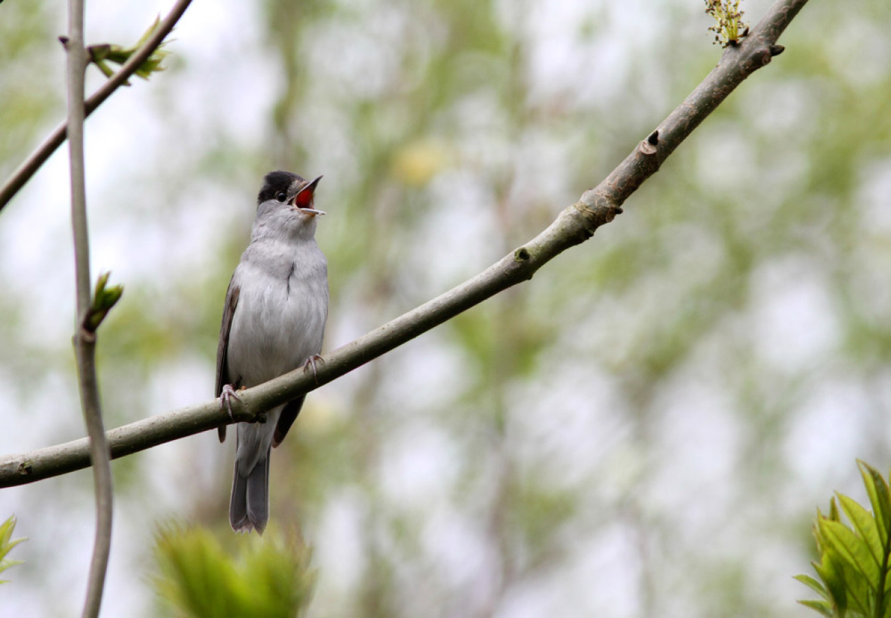 Blackcap. Adrian Dancy / BTO