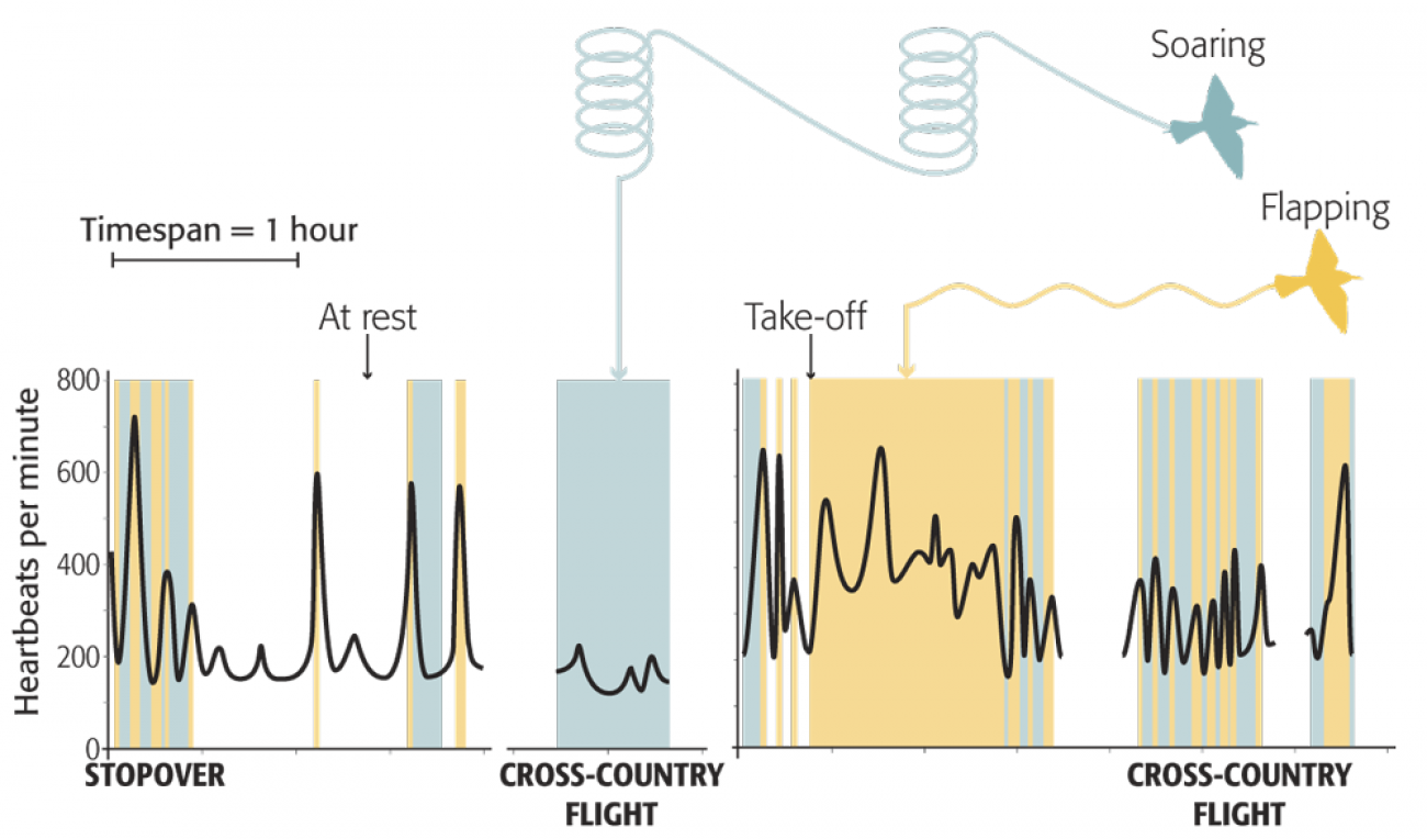 Heartbeat during flight. Illustration by Nigel Hawtin