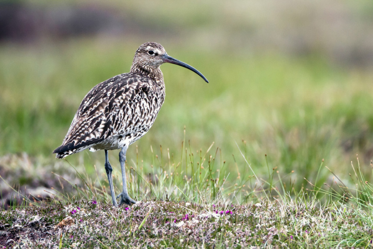 Curlew. Paul Hillion / BTO