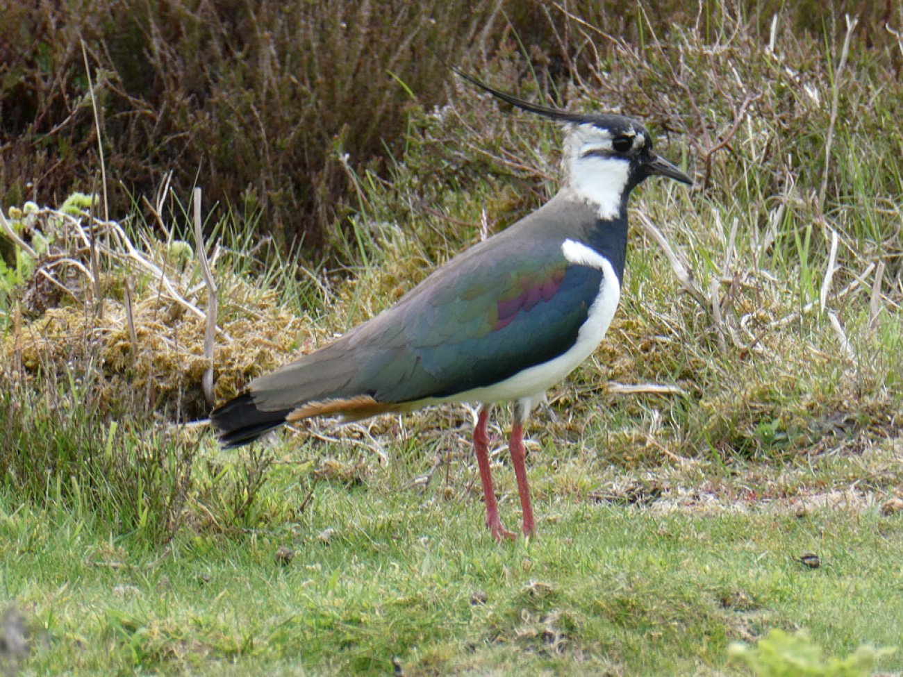 Lapwing. Annie Shadrake 