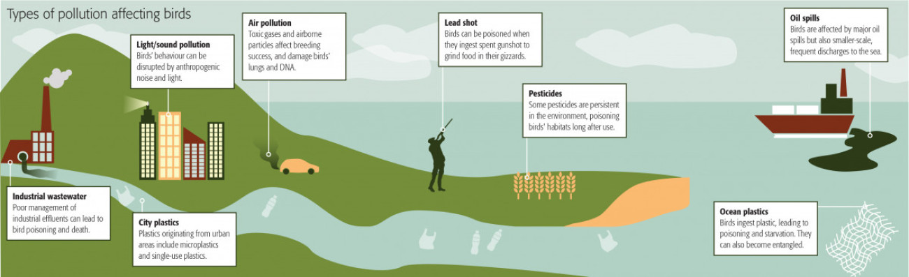 Types of pollution affecting birds