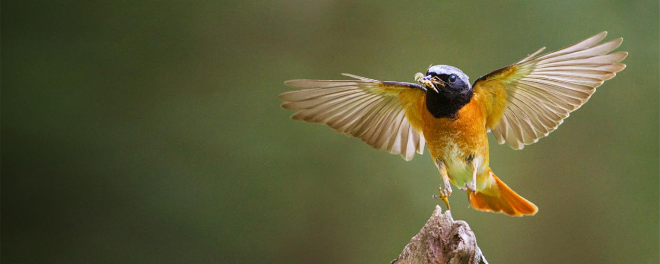 Redstart (feature block). Edmund Fellowes