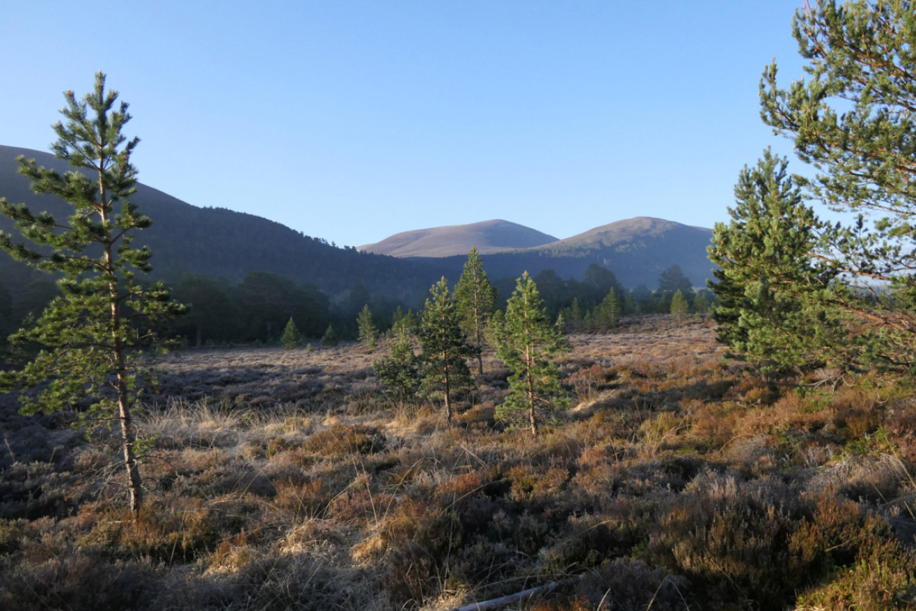 Our new strategy gives us the opportunity to grow our monitoring surveys, such as the Upland Rovers scheme.