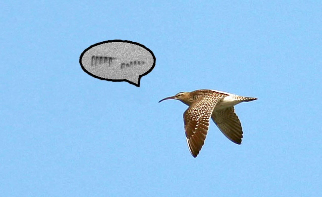 Whimbrel. Jonathan Heath