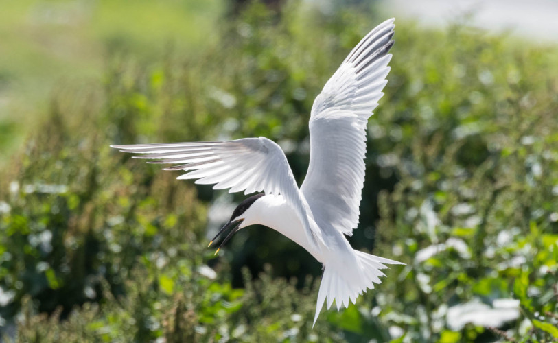 Sandwich Tern, by Philip Croft / BTO