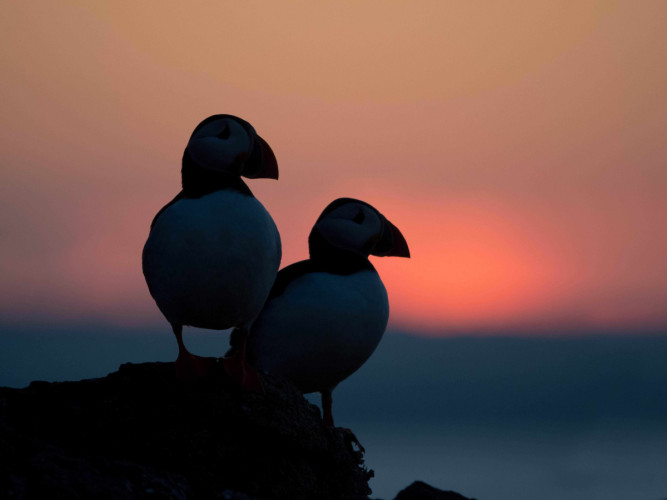 Puffins, by Edmund Fellowes / BTO