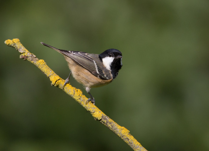 Coal Tit, by Liz Cutting / BTO