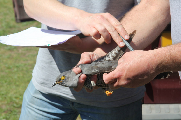 A Cuckoo just after satellite tagging, by Mike Toms / BTO