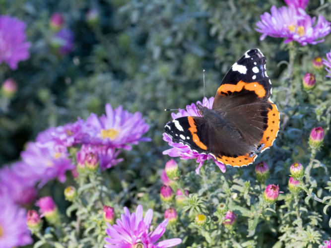 Red Admiral in garden, by Edmund Fellowes / BTO