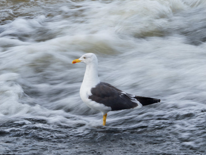 Lesser Black-backed Gull, by Edmund Fellowes / BTO