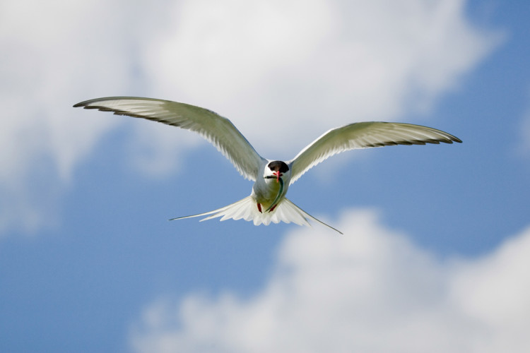 Arctic Tern, by Edmund Fellowes / BTO