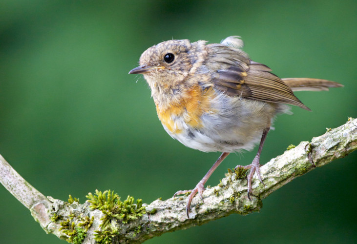 Robin, by Edmund Fellowes