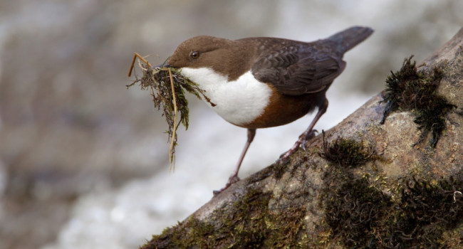 Dipper by Edmund Fellowes