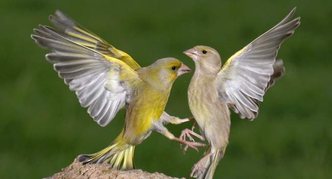 Greenfinch. Photograph by Jill Pakenham