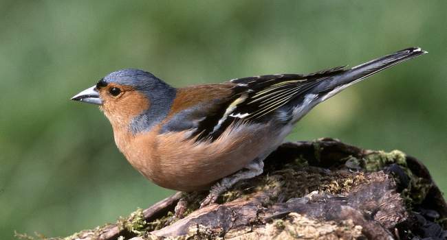 Chaffinch by Jill Pakenham