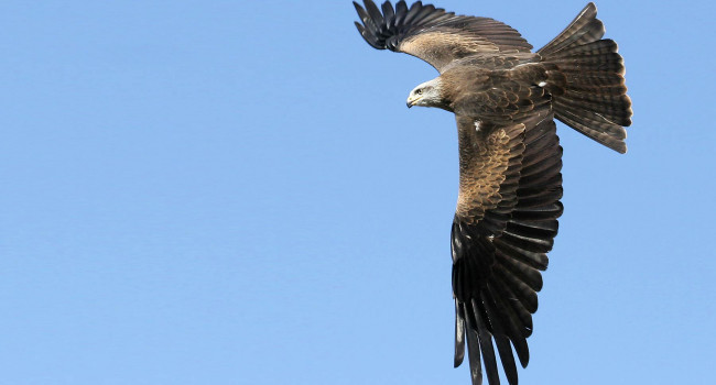 Black Kite. Jill Pakenham