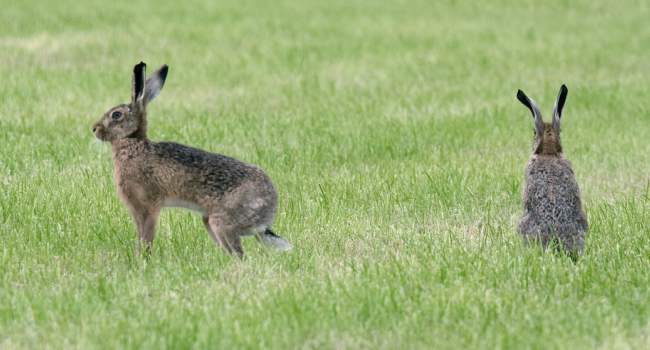 Brown Hares, by John Harding