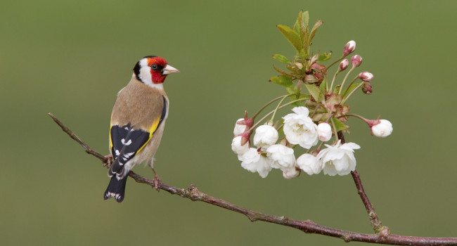 Goldfinch, Edward Fellowes