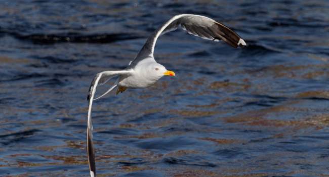 Lesser Black-backed Gull - Edmund Fellowes