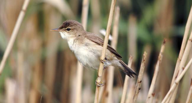 Reed Warbler perching in reeds by Amy Lewis, BTO