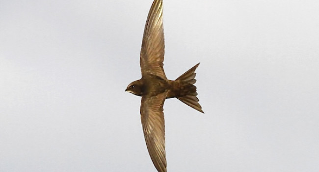 Swift by Dennis Atherton