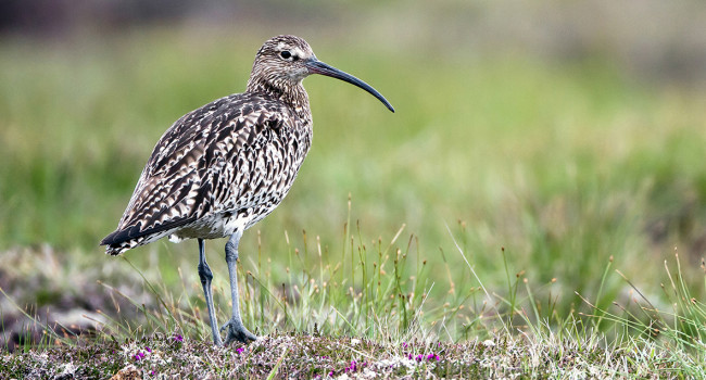 Curlew - Paul Hillion