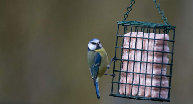 Blue Tit. Paul Newton