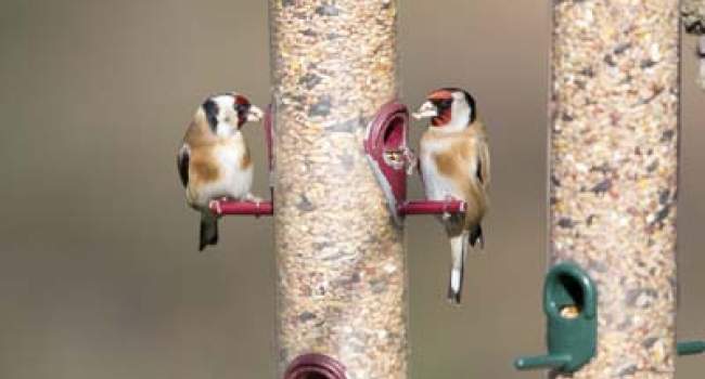 Goldfinches by Paul Newton