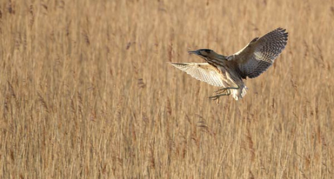 Bittern. Paul Newton