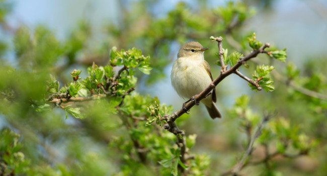 Chiffchaff by Paul Newton