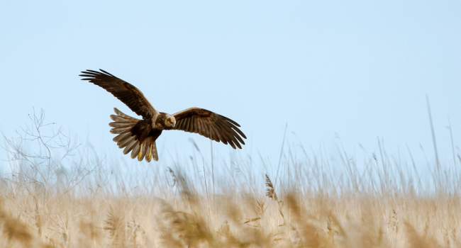 Marsh Harrier. Photograph by Sarah Kelman (Bird Photographer of the Year image)