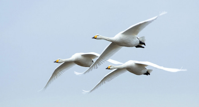 Whooper Swan. Sarah Kelman