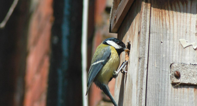 Great Tit with nest box. David Waistell