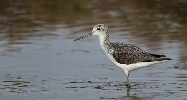 Greenshank by Philip Croft